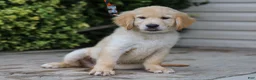 Golden Retriever dogs for sale: Ansel ACA Golden Retriever Pup - Ad 3