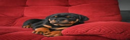 Rottweiler dogs for sale: Tara/ Mocha – Santos Ad-Dirah - Ad 4