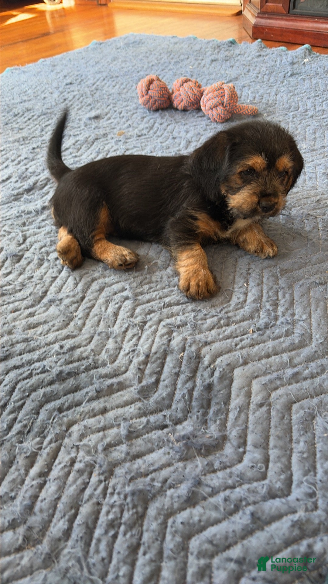 Mixed Breed dogs for sale: Precious - Ad 4
