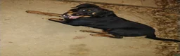 Rottweiler dogs for sale: Rottweiler Puppy 1 - Ad 6