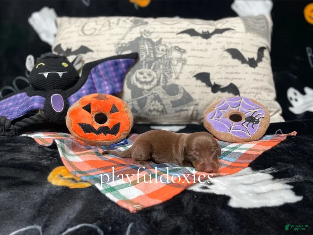 Miniature Dachshund dogs for sale: Ravioli's Chocolate & Tan Boy - Ad 2