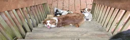 Miniature Australian Shepherd dogs for sale: Bread - Ad 7