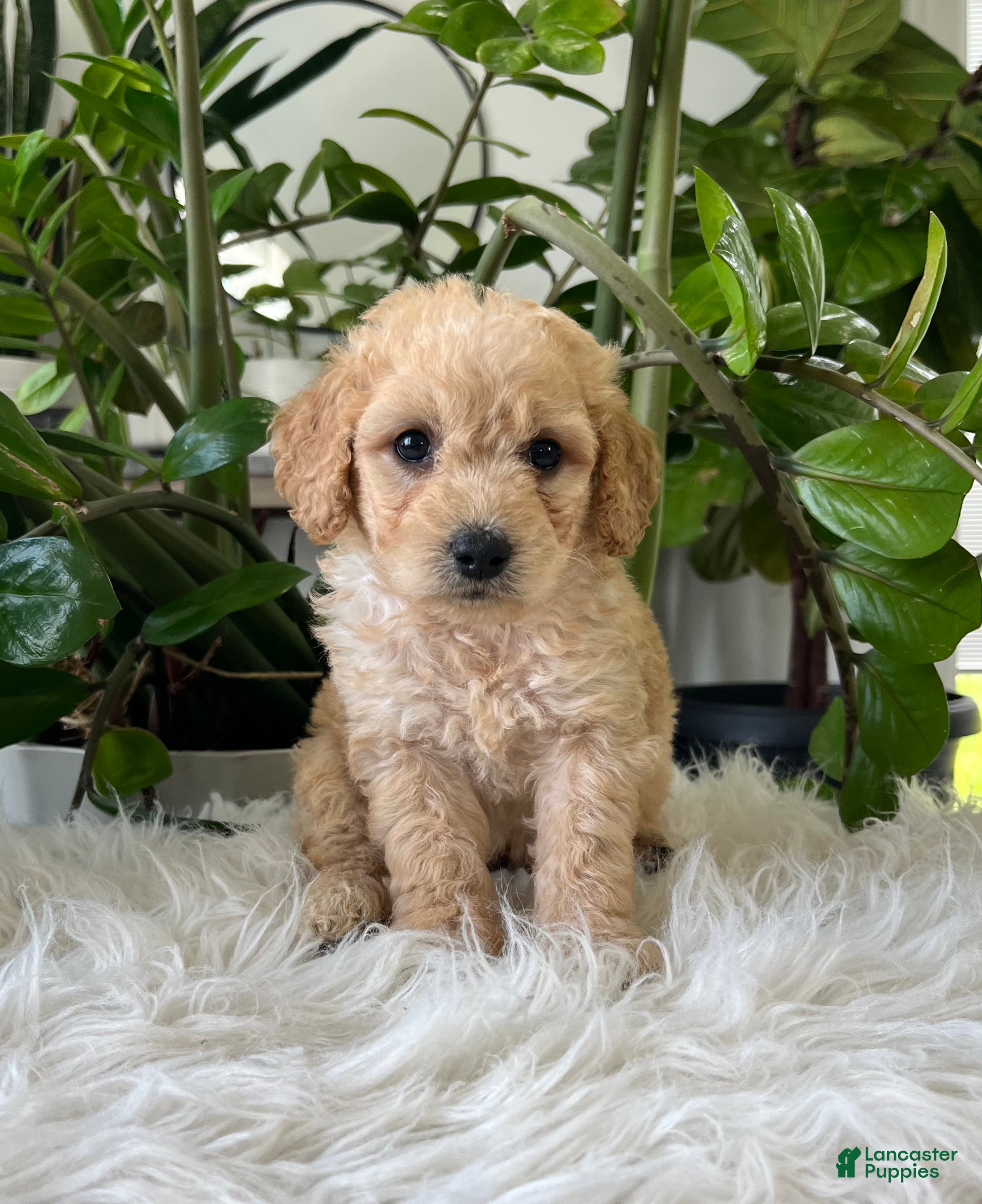 Mini Goldendoodle dogs Chip - Ad 1