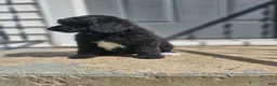 Standard Poodle dogs for sale: Darth Vader - Ad 4