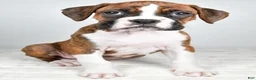 Boxer dogs for sale: Dinah - Ad 7