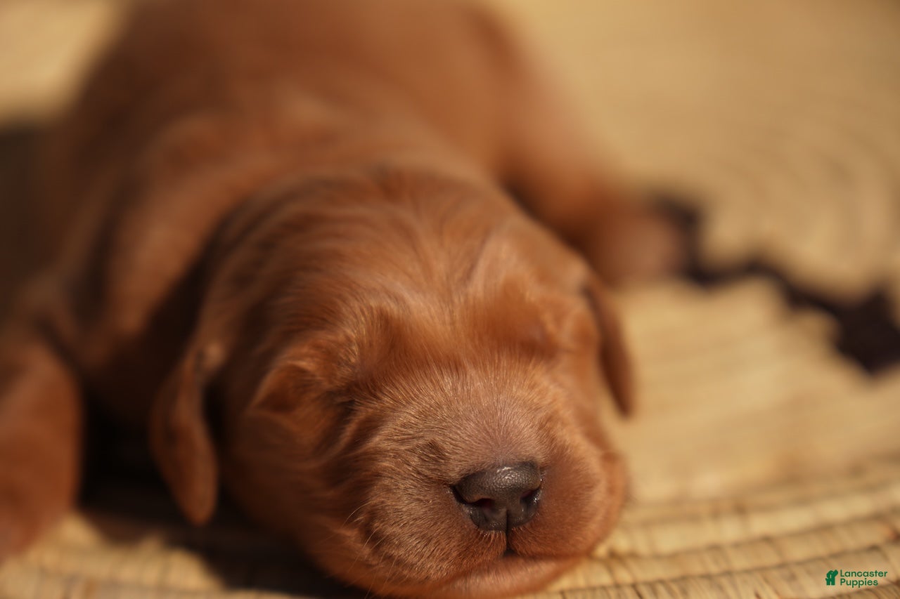 Golden Retriever dogs Tom - AKC, Genetically Clear - Ad 21