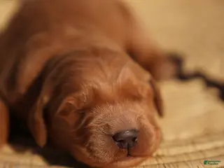 Golden Retriever dogs Tom - AKC, Genetically Clear - Ad 21