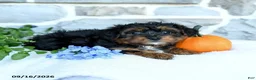 Yochon dogs for sale: Elijah - Ad 4