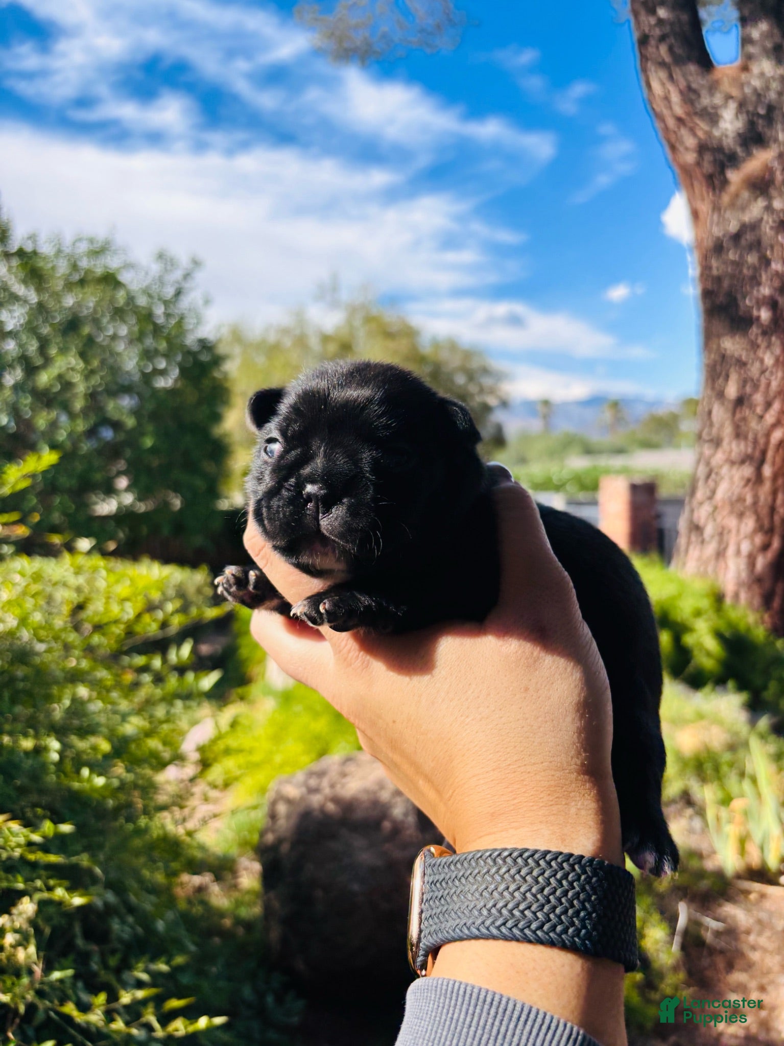 French Bulldog dogs French Bulldog 6 - Ad 14