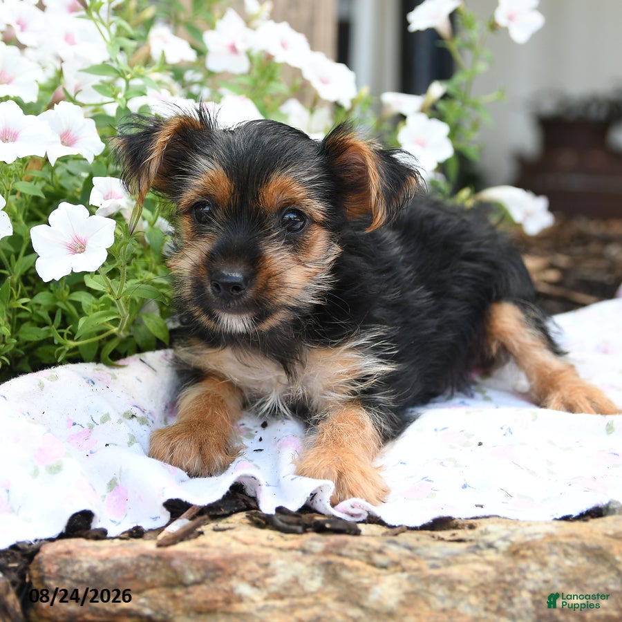 Yorkshire Terrier dogs Freya - Ad 1