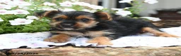 Yorkshire Terrier dogs for sale: Freya - Ad 1