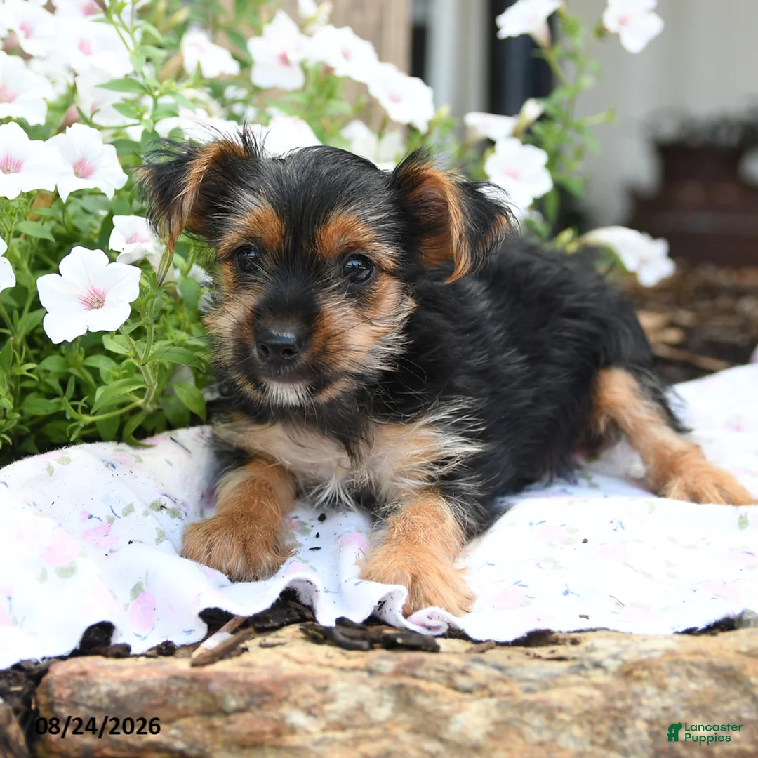Yorkshire Terrier dogs for sale: Freya - Ad 1