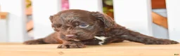 Cockapoo dogs for sale: Claire - Ad 8