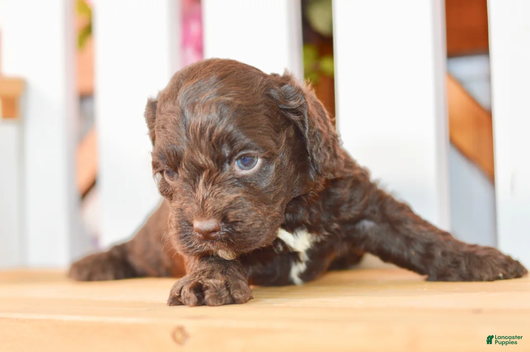 Cockapoo dogs for sale: Claire - Ad 8