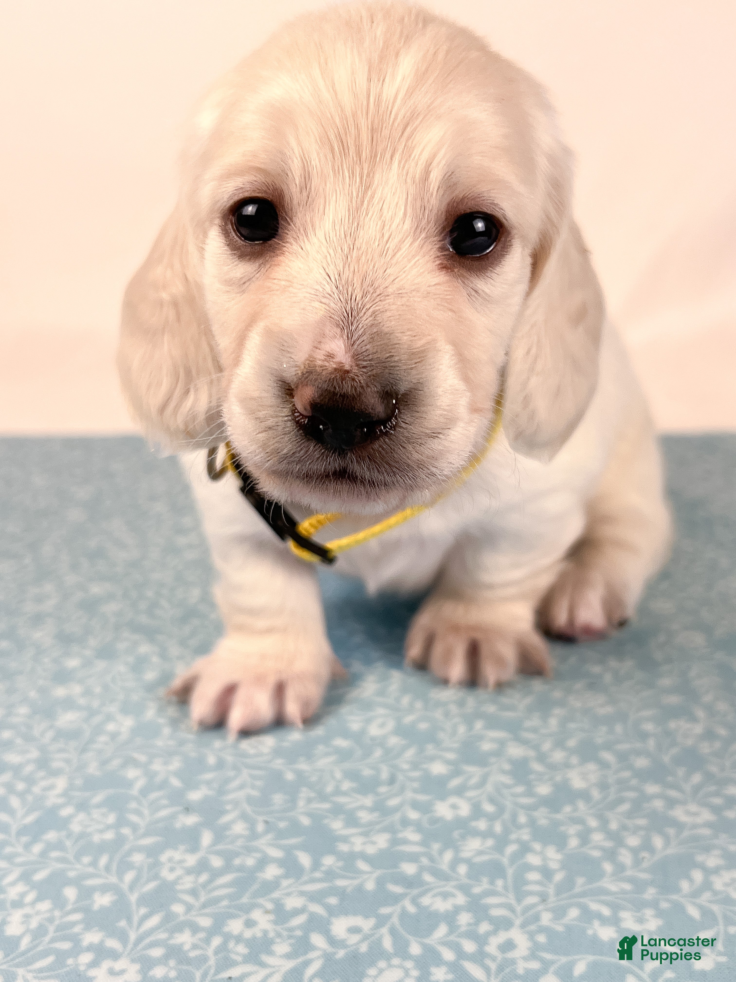 Miniature Dachshund dogs Mozzarella - Ad 5