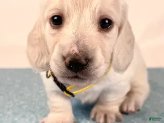 Miniature Dachshund dogs Mozzarella - Ad 5