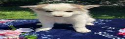 Pomsky dogs for sale: Dustin - Ad 3