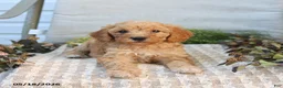 Mini Goldendoodle dogs for sale: Myla - Ad 1