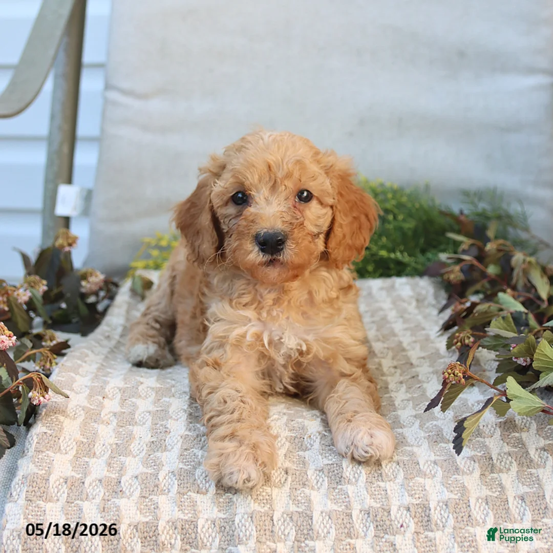 Mini Goldendoodle dogs for sale: Myla - Ad 1
