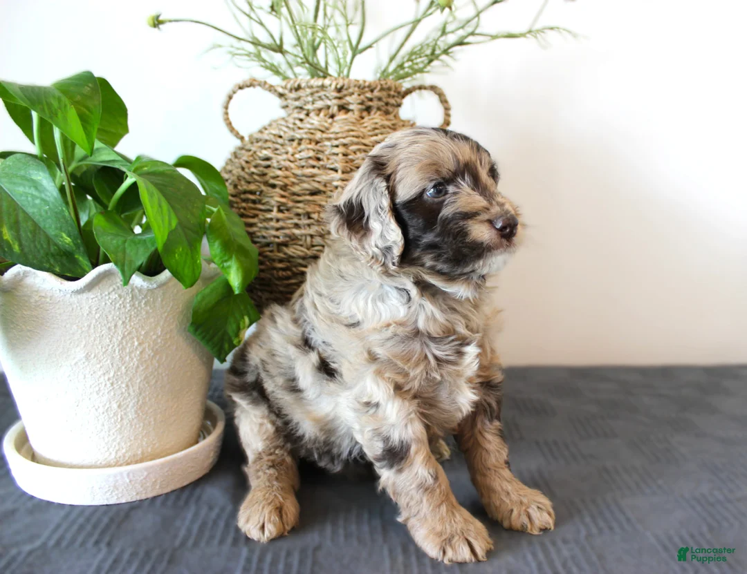 Mini Goldendoodle dogs for sale: Harvey - Ad 2