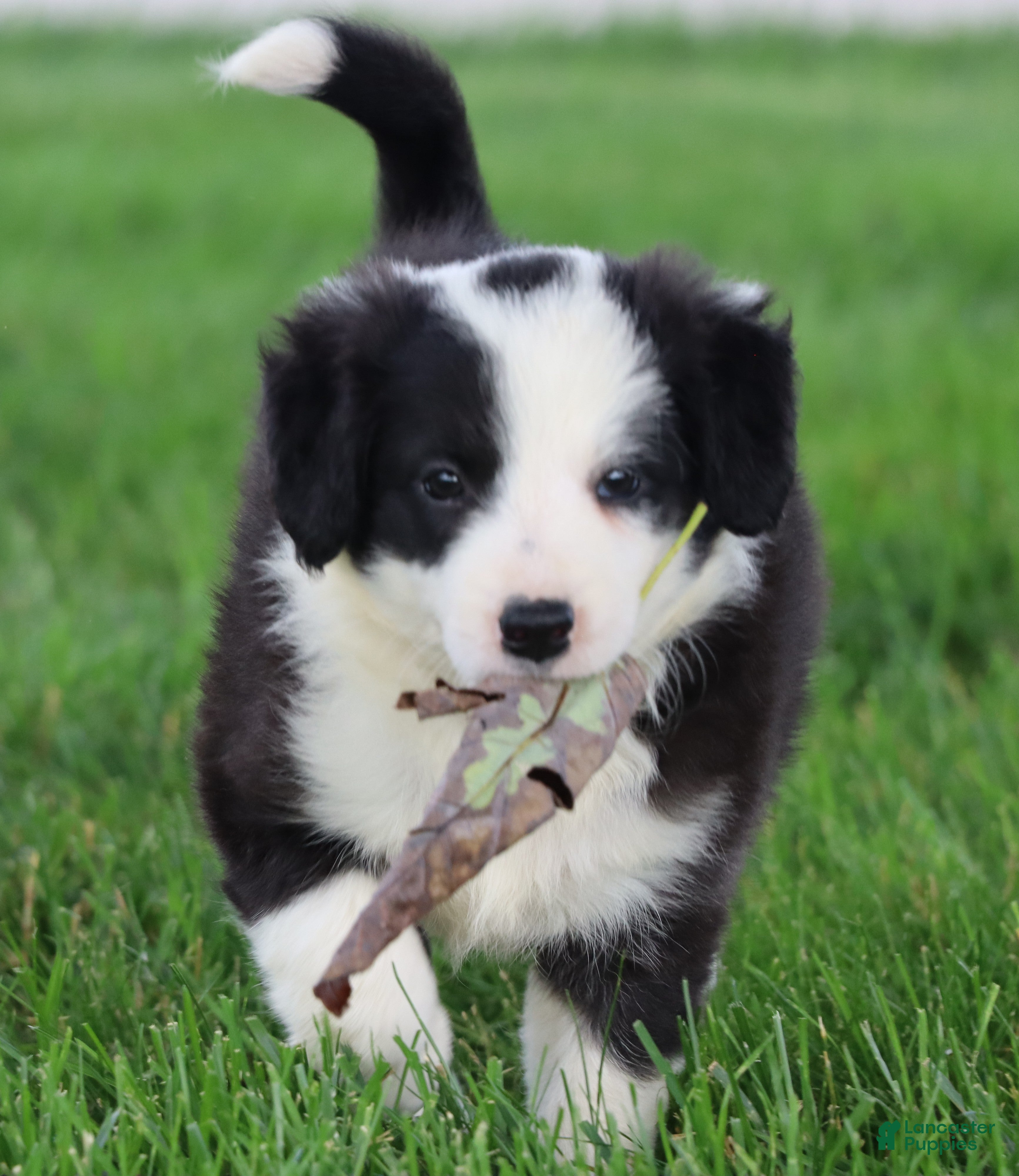 Border Collie dogs Lainey - Ad 2
