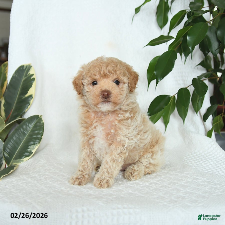 Miniature Poodle dogs Sunny   - Ad 2