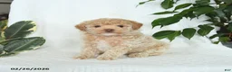 Miniature Poodle dogs for sale: Sunny   - Ad 2
