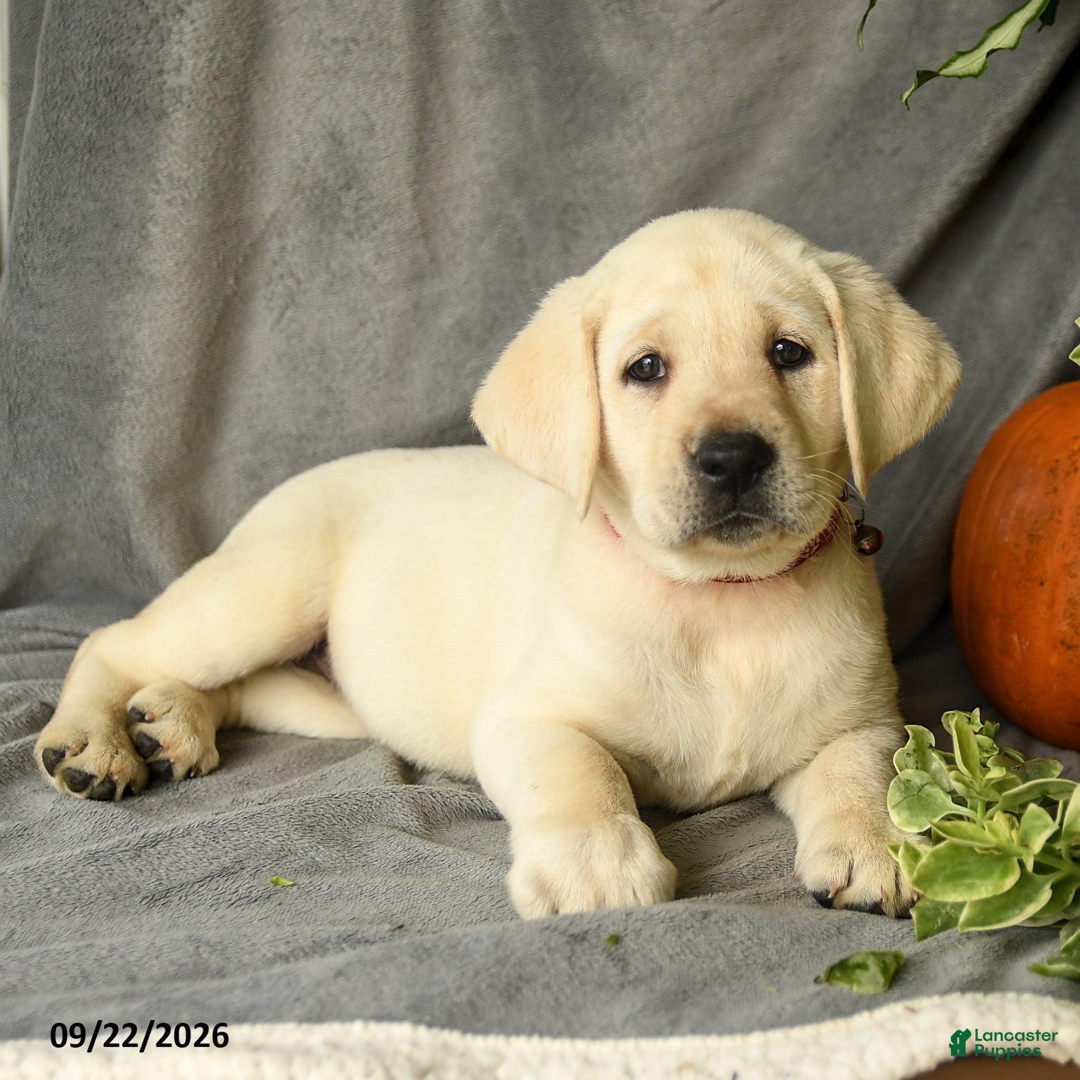 Labrador Retriever dogs Dianne - Ad 2