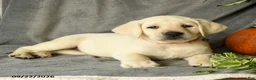 Labrador Retriever dogs for sale: Dianne - Ad 2