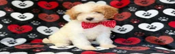 Cavapoo dogs for sale: Spike - Ad 3