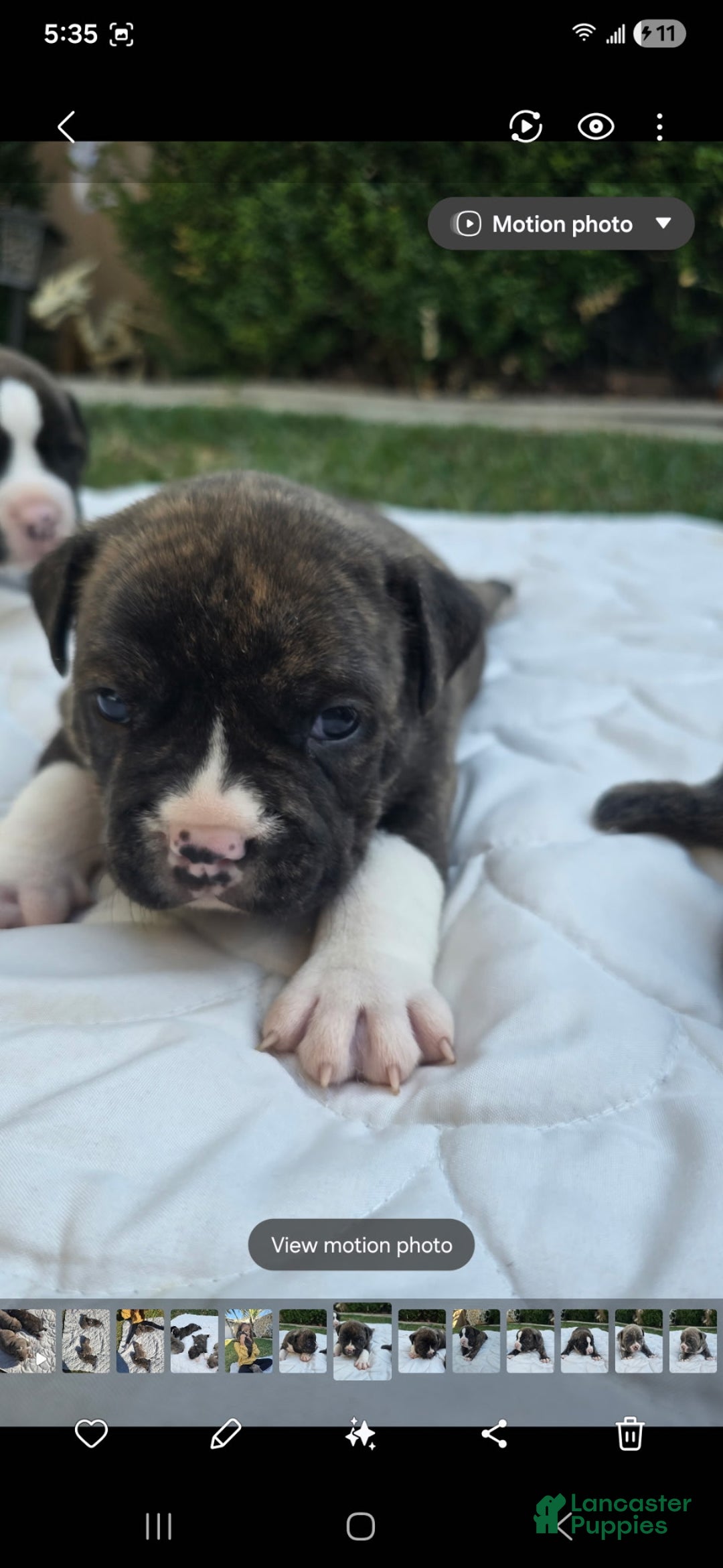 American Bully dogs for sale: Boots - Ad 3