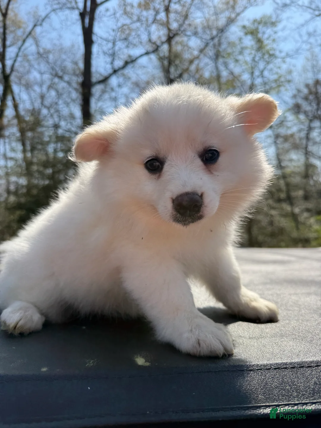 Pomeranian dogs for sale: Pomeranian Puppy 4 - Ad 1