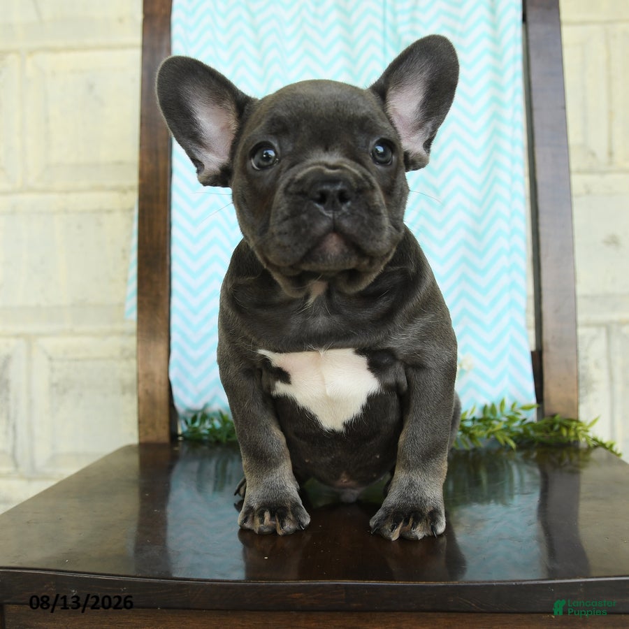 French Bulldog dogs Logan - Ad 1