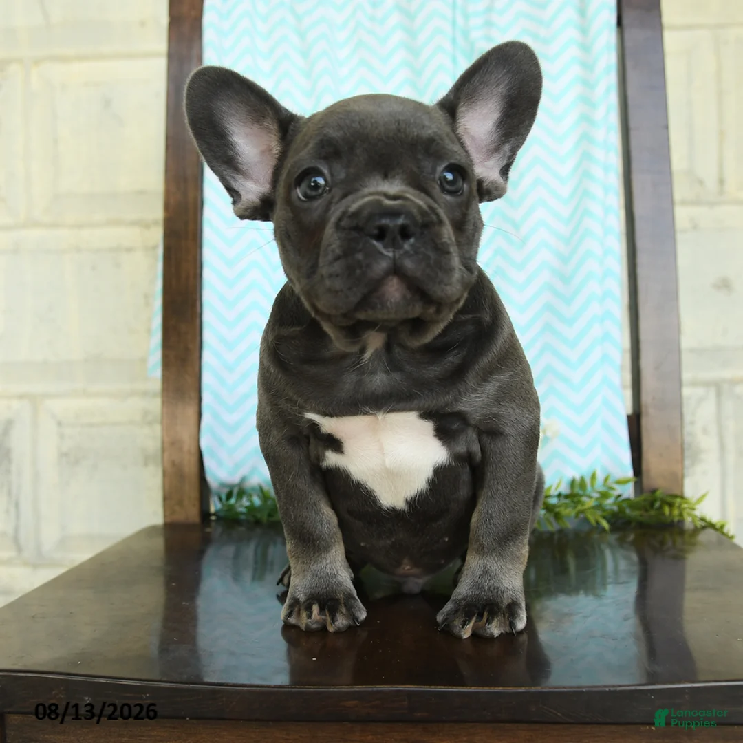 French Bulldog dogs for sale: Logan - Ad 1