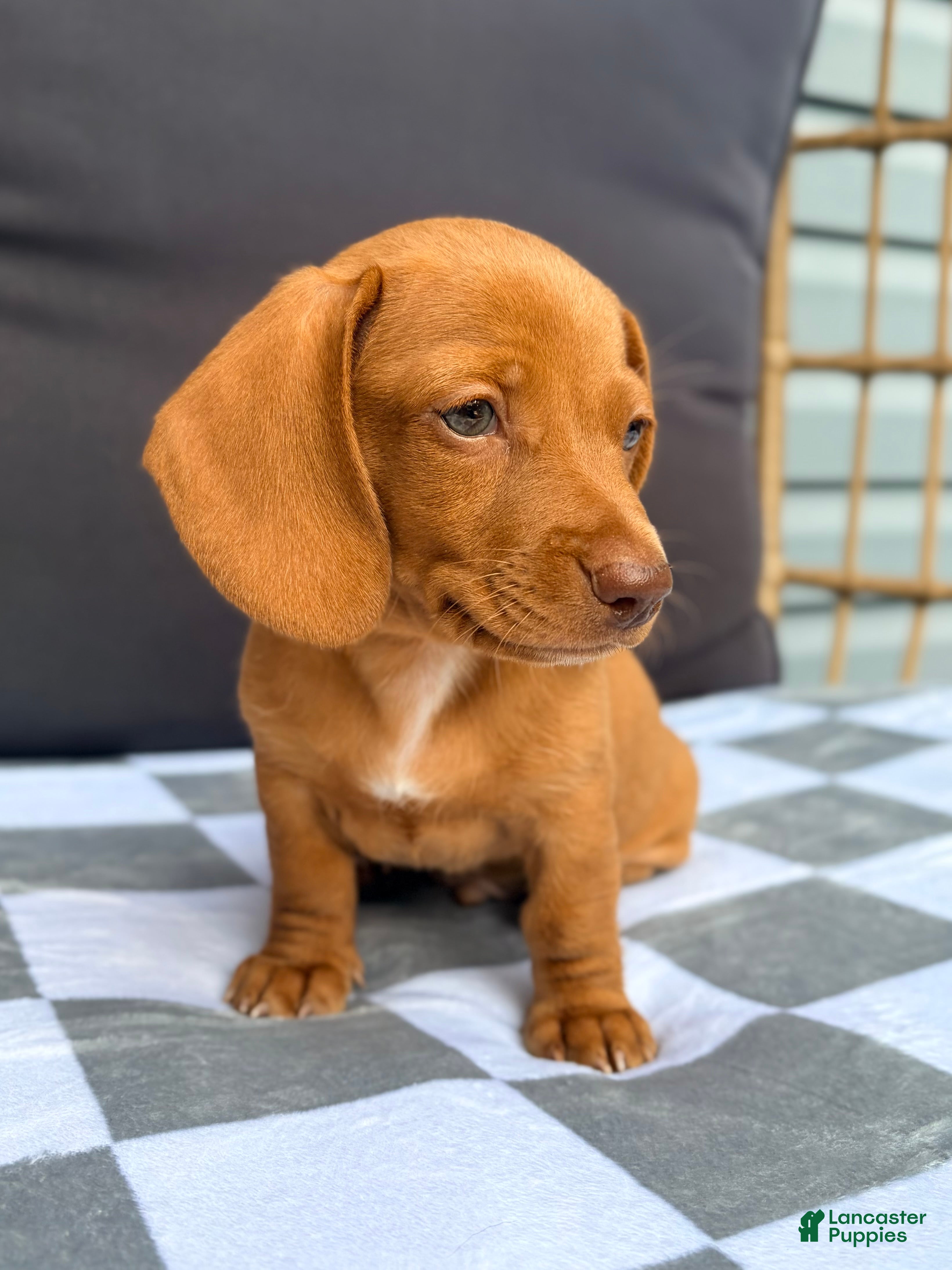 Miniature Dachshund dogs Miniature Dachshund 2- Red - Ad 2