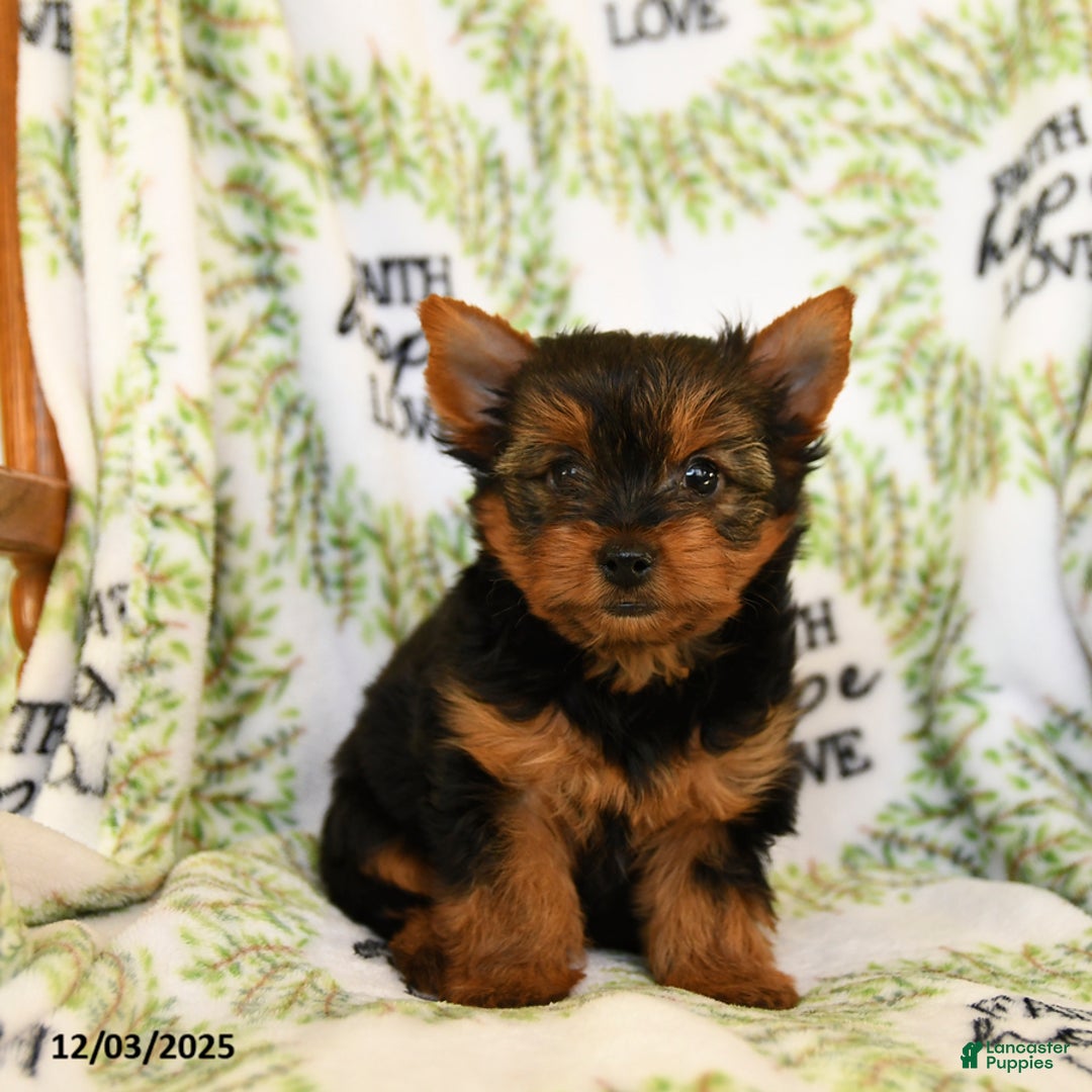 Yorkshire Terrier dogs for sale: Rocky - Ad 1