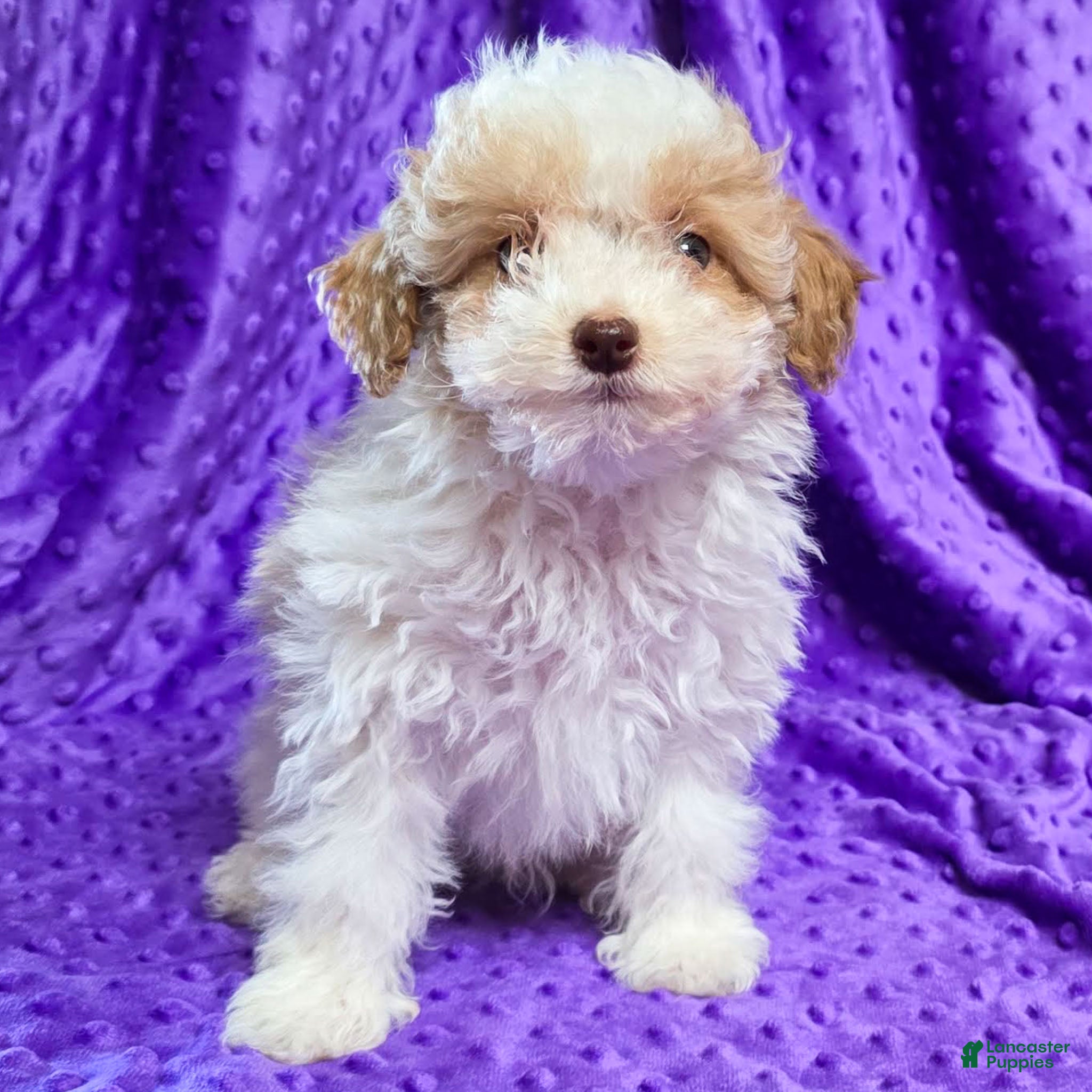 Standard Poodle dogs Elvis - Ad 11