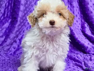 Standard Poodle dogs Elvis - Ad 10