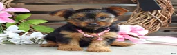 Yorkshire Terrier dogs for sale: Skye - Ad 4