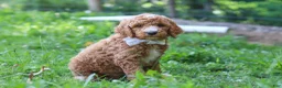 Standard Poodle dogs for sale: Brodie AKC - Ad 3