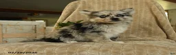 Pomsky dogs for sale: Zolton - Ad 3
