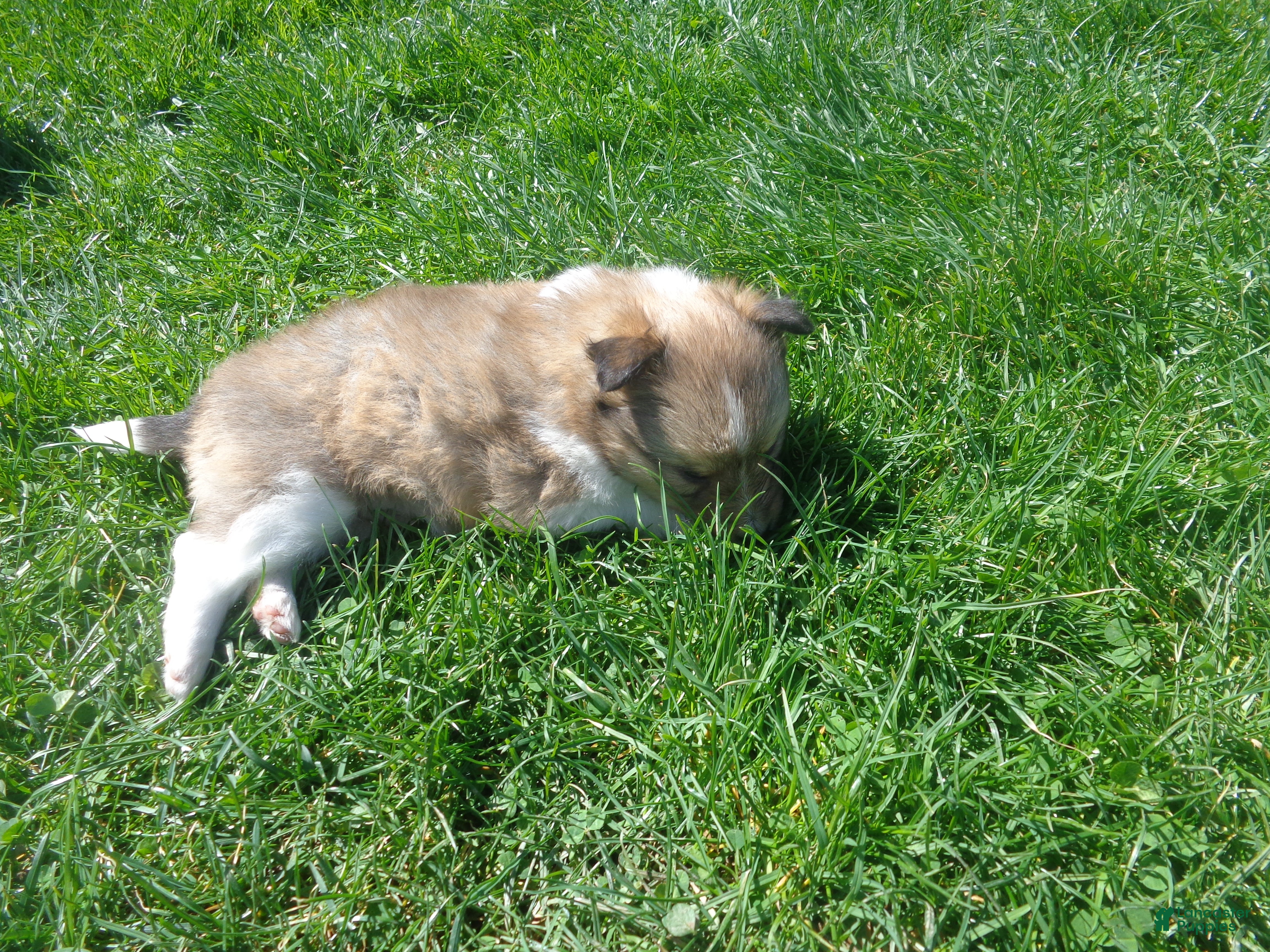 Shetland Sheepdog dogs Shetland Sheepdog Puppy 2 - Ad 2