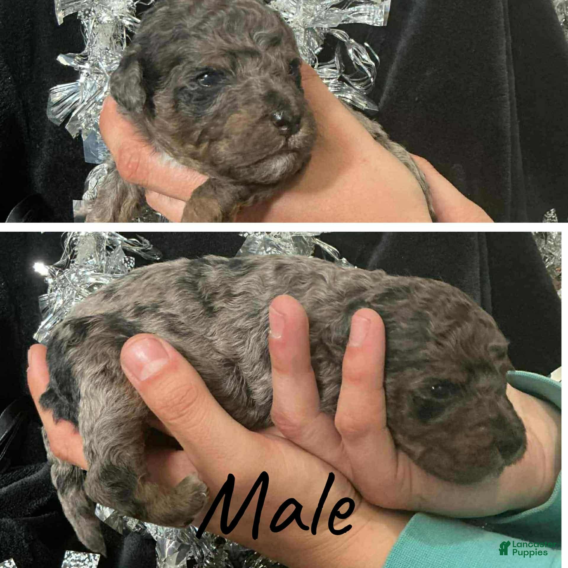 Mini Aussiedoodle dogs Mini Aussiedoodle Puppy 4 - Ad 35