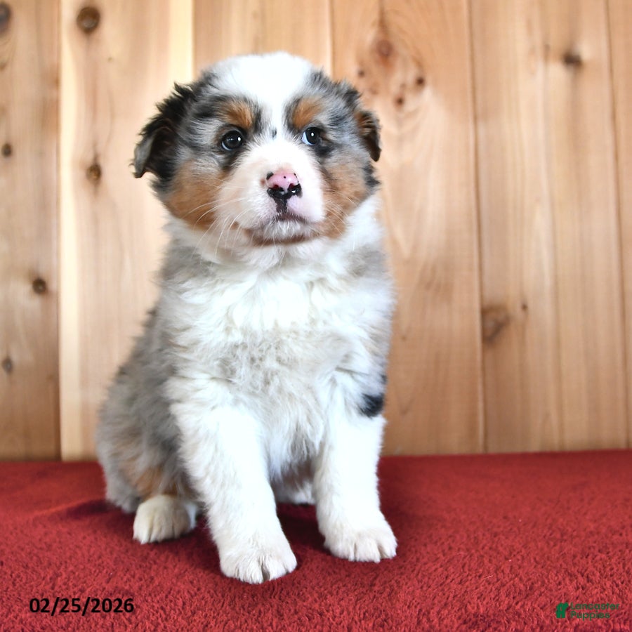 Australian Shepherd dogs Oak - Ad 2