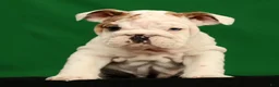 English Bulldog dogs for sale: Lulu - Ad 5