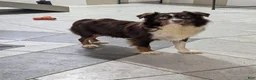 Miniature Australian Shepherd dogs for sale: Amber - Ad 8