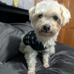 Teddy