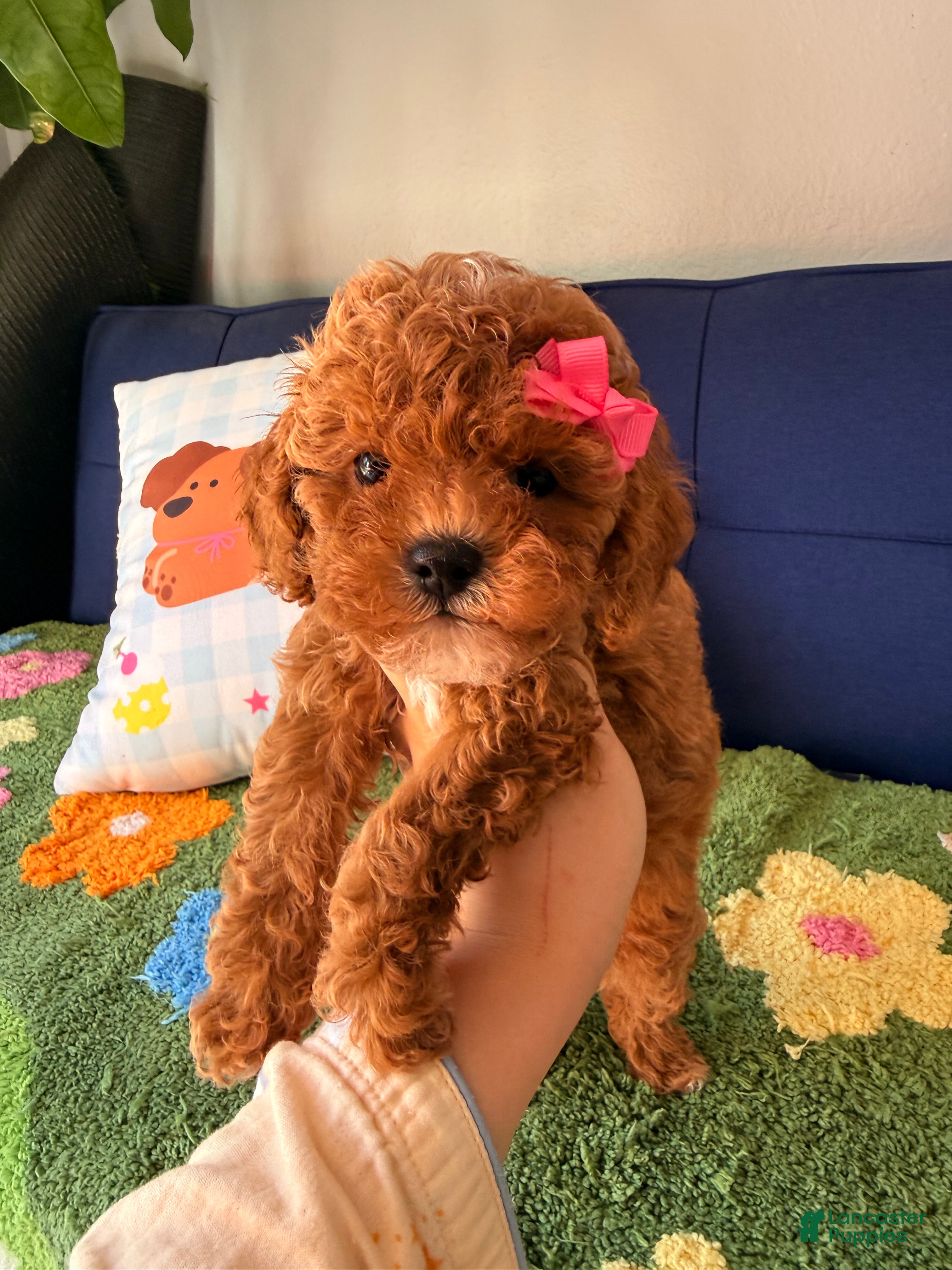 Cavapoo dogs for sale: Lily - Ad 1