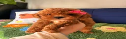 Cavapoo dogs for sale: Lily - Ad 1