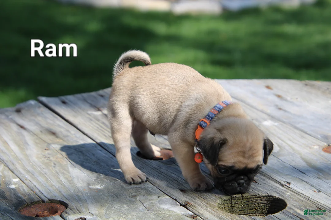 Pug dogs for sale: Ram - Ad 2